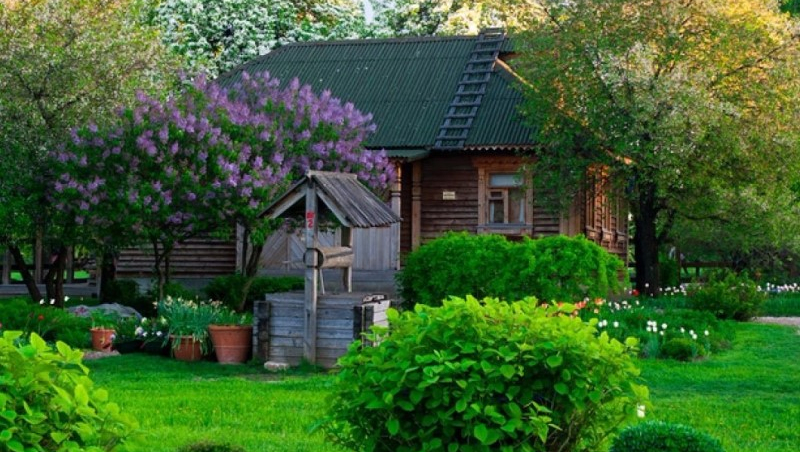 Растения