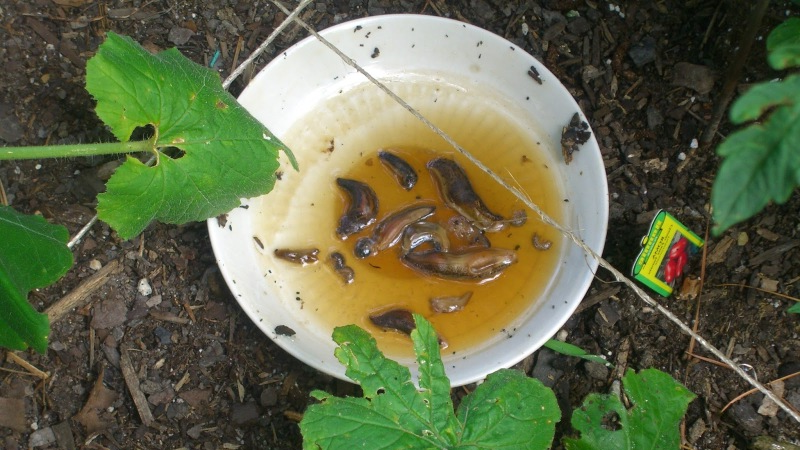 органика