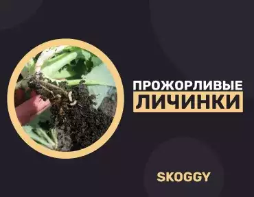 Личинки, истребляющие капусту: как с ними справиться