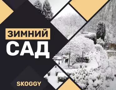 Зимний сад