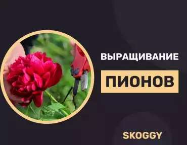 Выращивание пионов